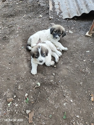 Vând sau dau spre adopție  - imagine 4