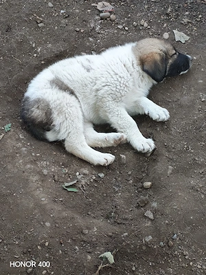 Vând sau dau spre adopție  - imagine 3