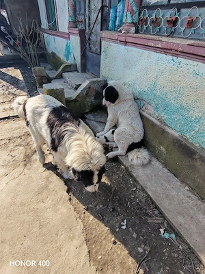 Vând sau dau spre adopție  - imagine 5