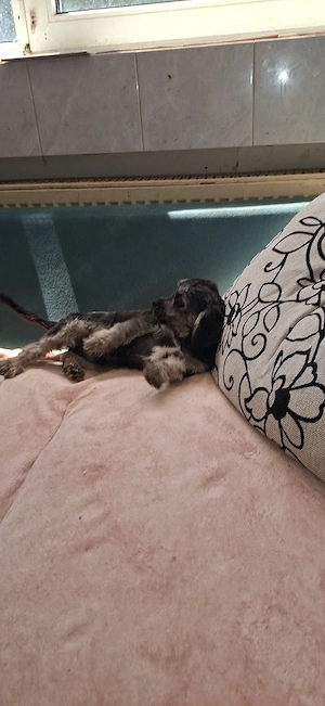 Cavapoo f1