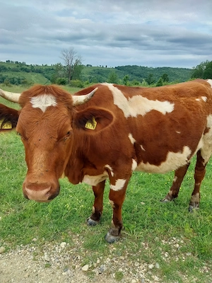 Vaca cu vitea de doua luni de vanzare