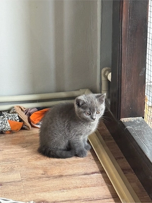 British shorthair blue - imagine 2