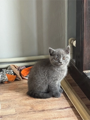 British shorthair blue