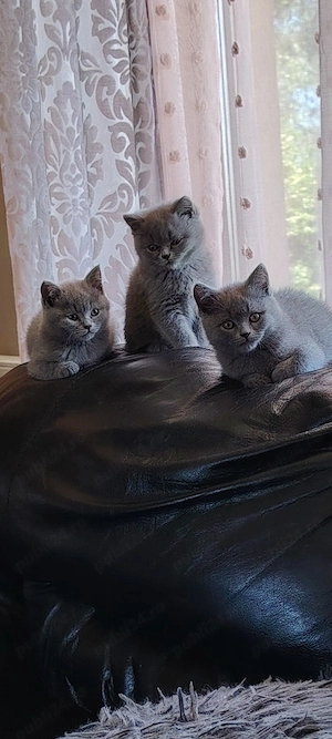 Pui de pisica british shorthair  - imagine 3