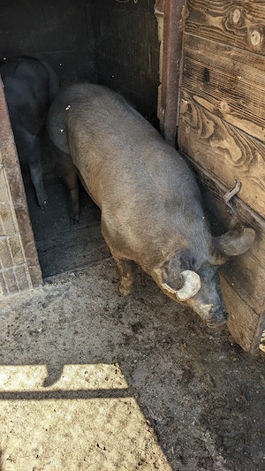 Porc de carne