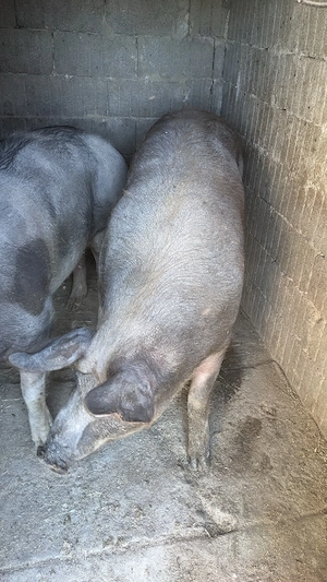 Porc de carne - imagine 3