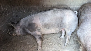 Porc de carne - imagine 2