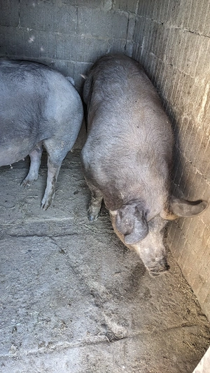 Porc de carne - imagine 5