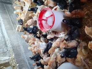 Pui de găină  frumoși  