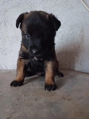 Catei Ciobanesc Belgian Malinois
