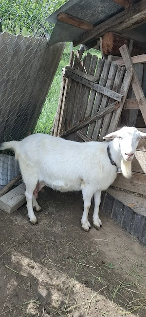 Vand capră si tap sannen