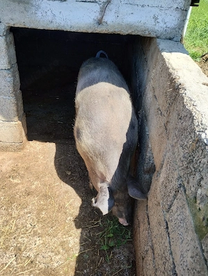 Vând porc de carne 