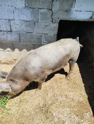 Vând porc de carne  - imagine 4