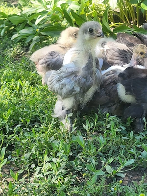 Pui brahma de 3 săptămâni 