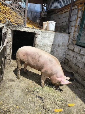 porc landras  - imagine 2