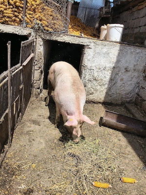 porc landras 