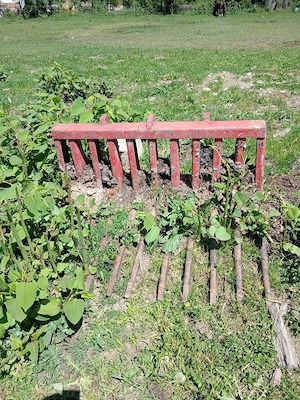 Tractor de vanzare Fiat680 cu încărcător frontal cu lama de împins şi o furcă  - imagine 5