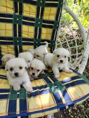 Caței Bichon