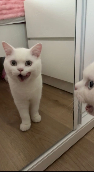british shorthair white - imagine 2