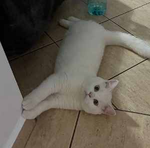 british shorthair white