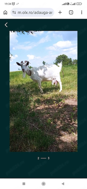 Vând capra tânără producție mare