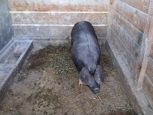 vând un porc pentru sacrificare sau pentru ținut  125-130 kg