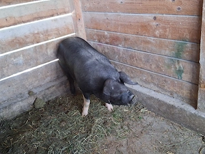 vând un porc pentru sacrificare sau pentru ținut  125-130 kg - imagine 2