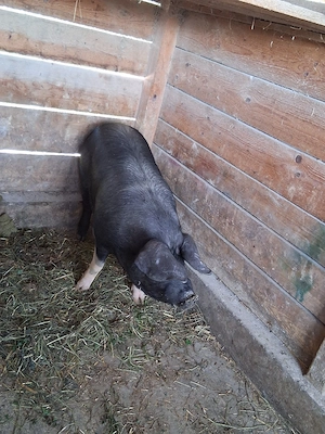 vând un porc pentru sacrificare sau pentru ținut  125-130 kg - imagine 3