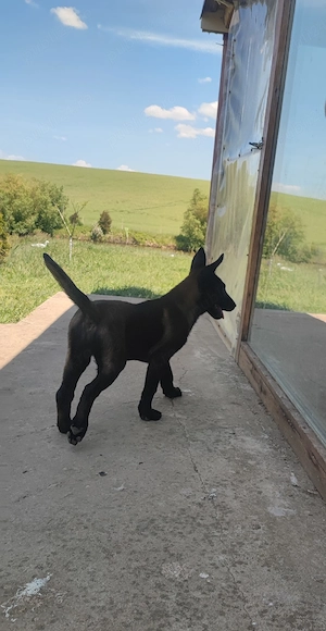 Căței Belgian Malinois 
