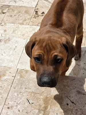 Pui de Rhodesian Ridgeback de vanzare - imagine 2