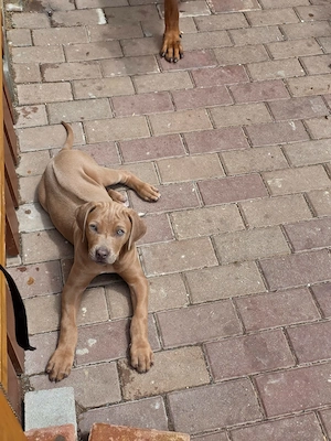 Pui de Rhodesian Ridgeback de vanzare - imagine 3