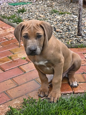 Pui de Rhodesian Ridgeback de vanzare - imagine 4