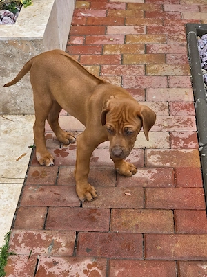 Pui de Rhodesian Ridgeback de vanzare - imagine 5