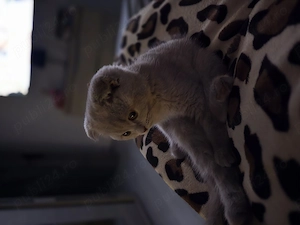 Vand pisicuta scottish fold - imagine 2