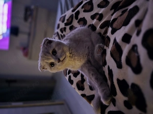 Vand pisicuta scottish fold