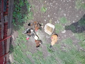 Vând gainuse și pui mi de flori  - imagine 3