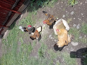 Vând gainuse și pui mi de flori 