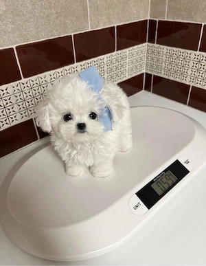 Bichon maltez mini toy  - imagine 3