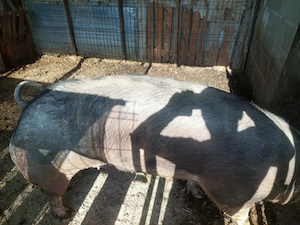 Porc de vanzare
