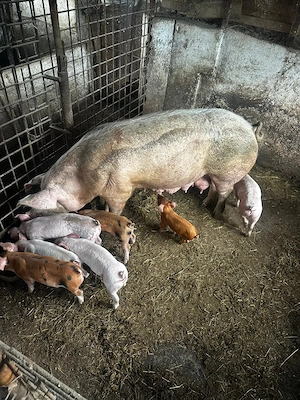 Se vine purcea cu 7 purcei de 6 saptamani, acestia pot fi înțărcați, mananca si sunt măricei. 