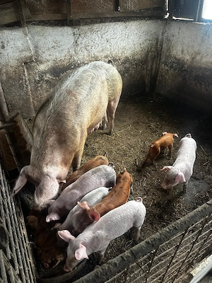 Se vine purcea cu 7 purcei de 6 saptamani, acestia pot fi înțărcați, mananca si sunt măricei.  - imagine 3