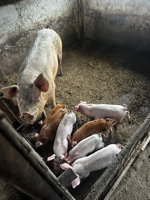 Se vine purcea cu 7 purcei de 6 saptamani, acestia pot fi înțărcați, mananca si sunt măricei.  - imagine 2