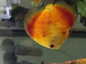 Discus disponibil diverse culori - imagine 5
