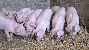 Disponibili purcei landrace pur