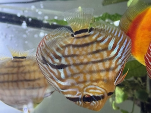 Discus disponibil diverse culori - imagine 3