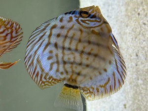 Discus disponibil diverse culori - imagine 2
