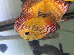 Discus disponibil diverse culori - imagine 4