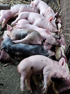 Purcei Pietran cu Duroc 
