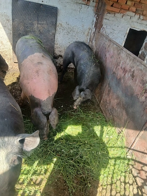 Vand 2 porci la 150 kg pret 2000 lei și un porc la 80-90 kg pret 1300 lei - imagine 2