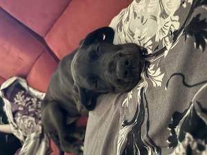 Dog German (Great Dane)  - imagine 3